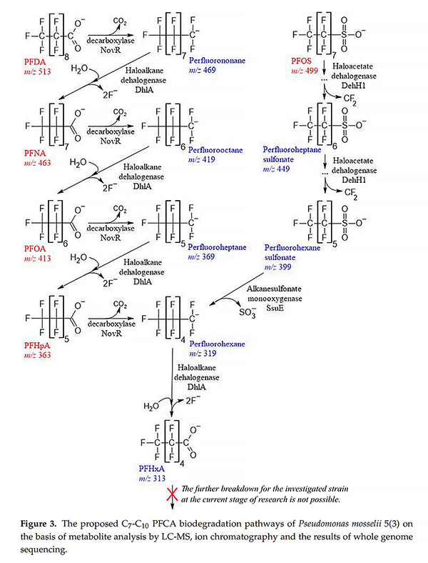 基于GenoLab M的全基因組測(cè)序揭示假單胞菌降解全氟羧酸的生物學(xué)機(jī)制