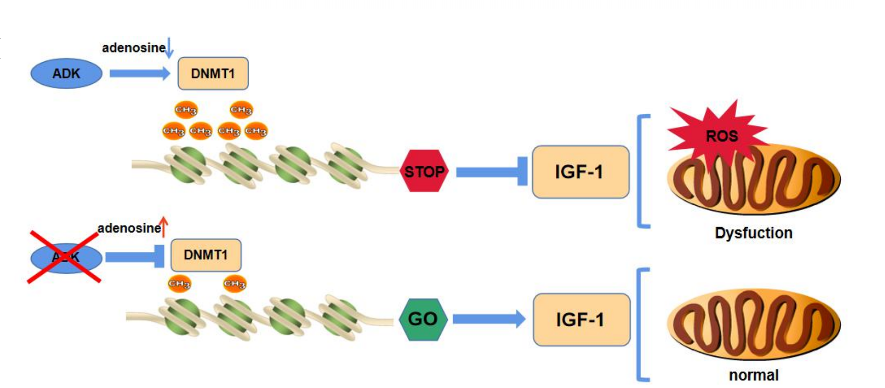 真邁生物GenoLab M平臺(tái)助力復(fù)旦大學(xué)附屬中山醫(yī)院心肌缺血再灌注損傷研究